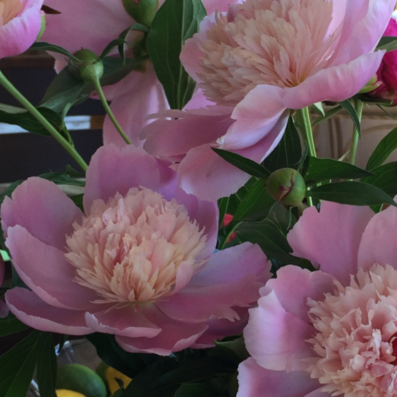 Meet your Posher, Elegant - Picture 1 of 1